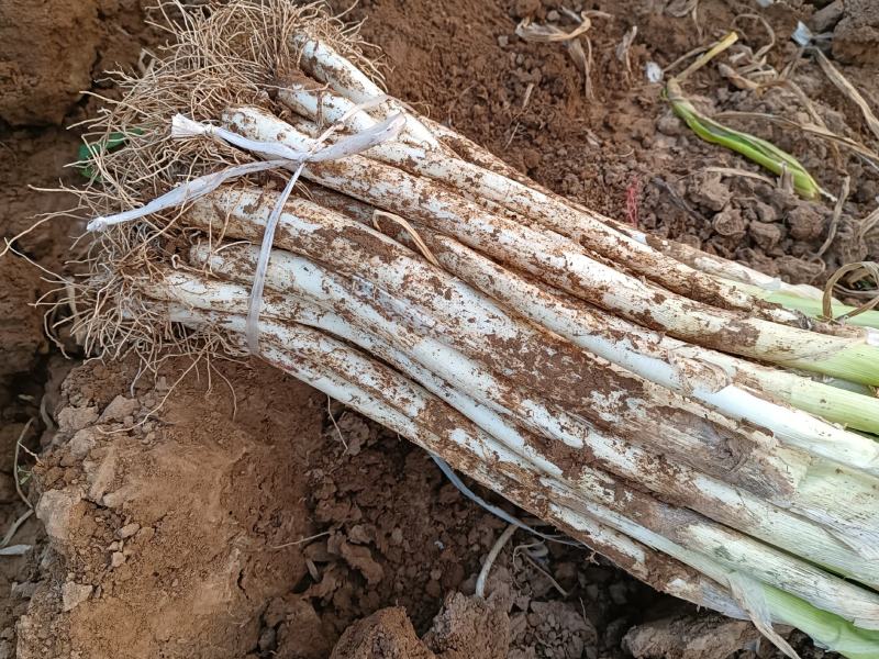 长白葱今日继续掉价，长白40-50.上车价1.2
