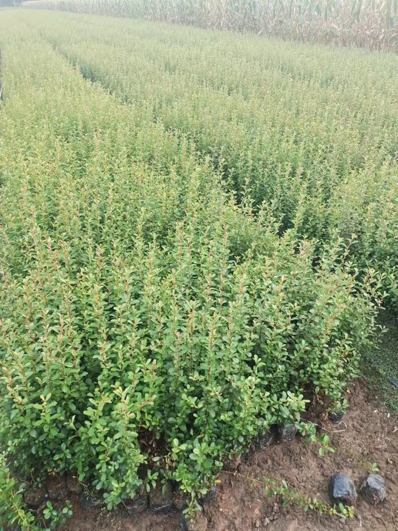 火棘30~50高地栽苗，营养杯苗，各规格球类大量现货