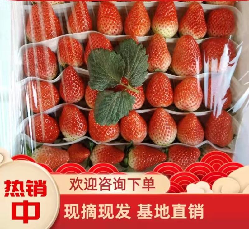 【顺平县】好鲜生久久奶油草莓基地现摘现发