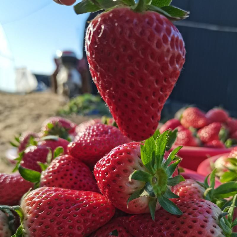 【顺平县】好鲜生久久奶油草莓基地现摘现发