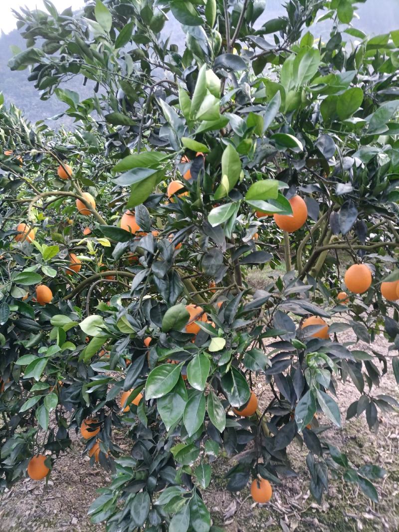奉节脐橙