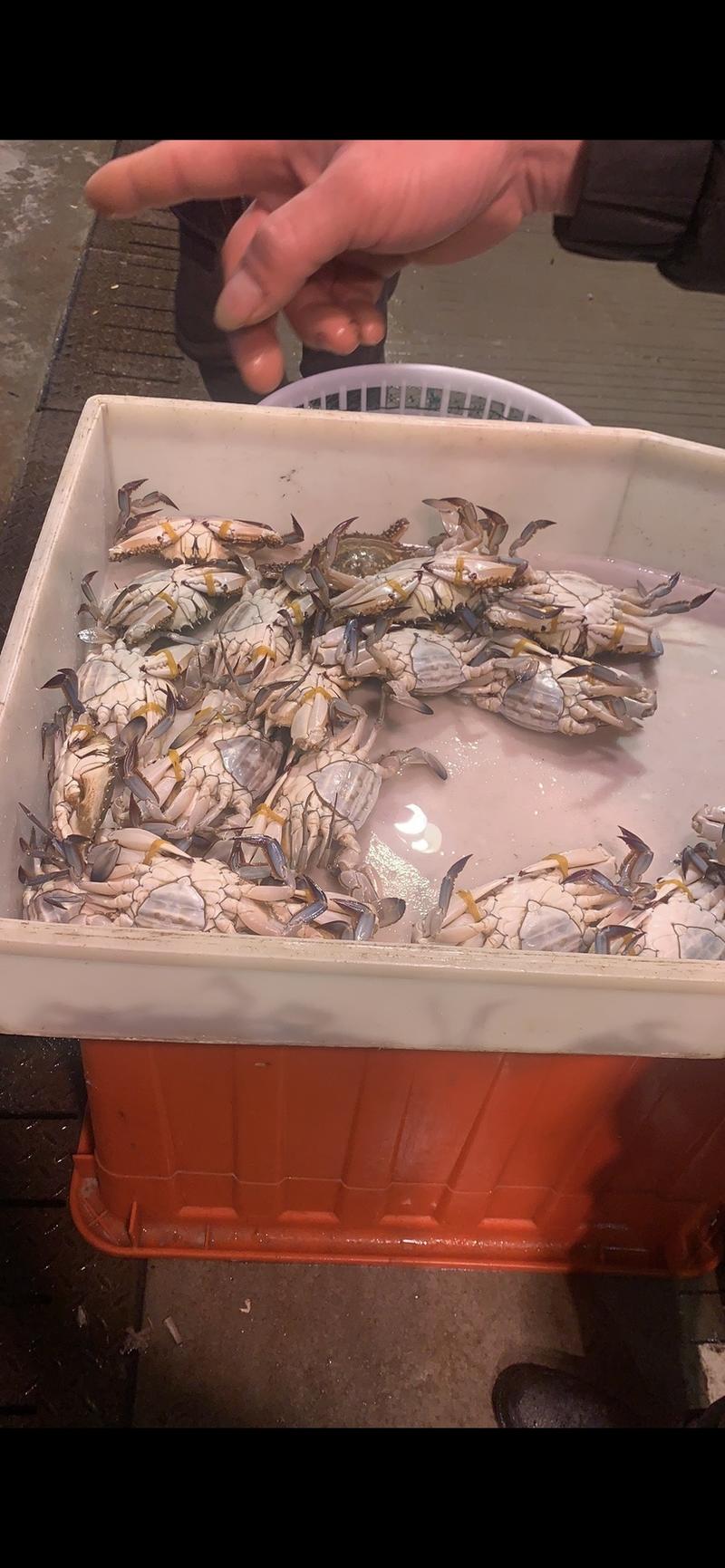 本地梭子蟹，公蟹，母蟹，三角蟹，螃蟹蟹大量出货