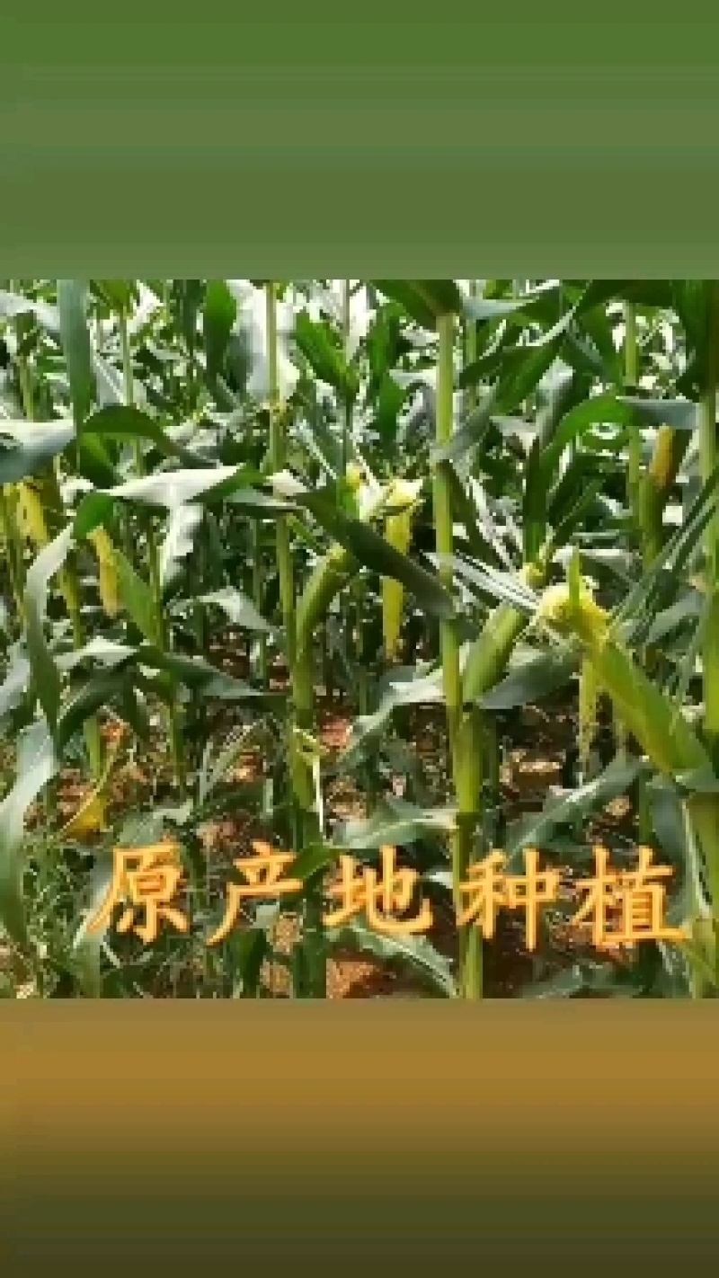 广东新鲜水果玉米小竹笋甜玉米笋新鲜沙拉食材包邮。