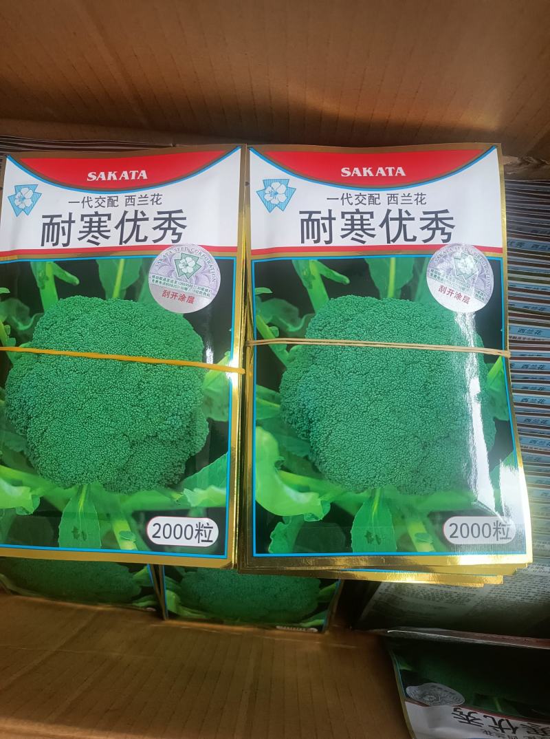 炎秀西兰花耐寒优秀西兰花种子