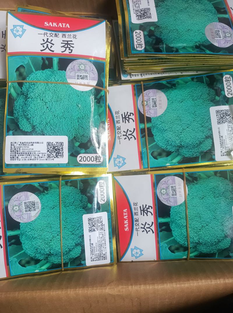 炎秀西兰花耐寒优秀西兰花种子