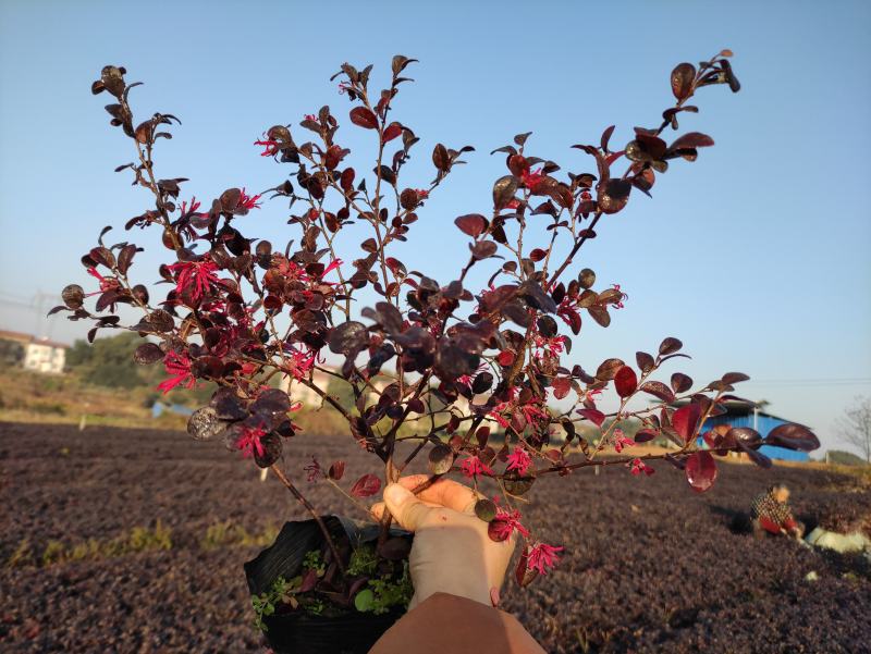 红花继木现在多少钱一颗湖北湖南陕西重庆哪里有生产苗圃基地
