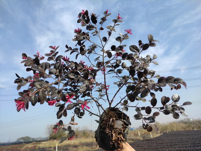 红花继木现在多少钱一颗湖北湖南陕西重庆哪里有生产苗圃基地