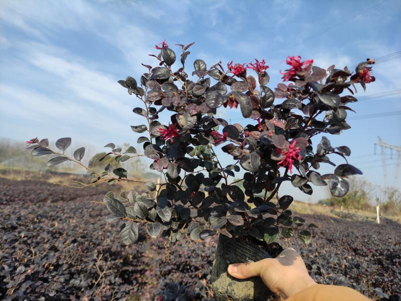 红花继木现在多少钱一颗湖北湖南陕西重庆哪里有生产苗圃基地