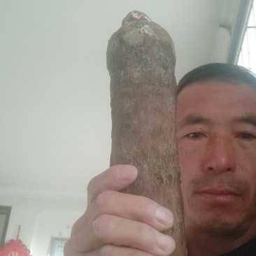 沙漠金锁阳鲜货真空包装发货，质量包证新鲜货物拒绝退货