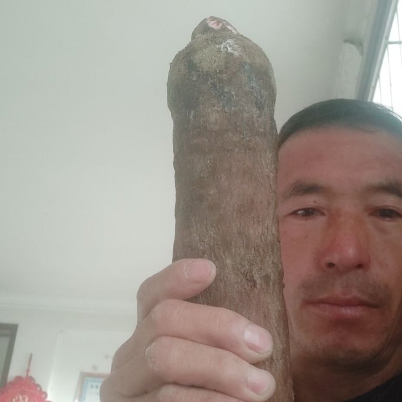 沙漠金锁阳鲜货真空包装发货，质量包证新鲜货物拒绝退货