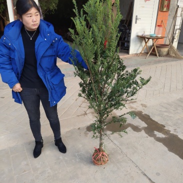 红豆杉，适合种在房屋周围或路边，常青不落叶