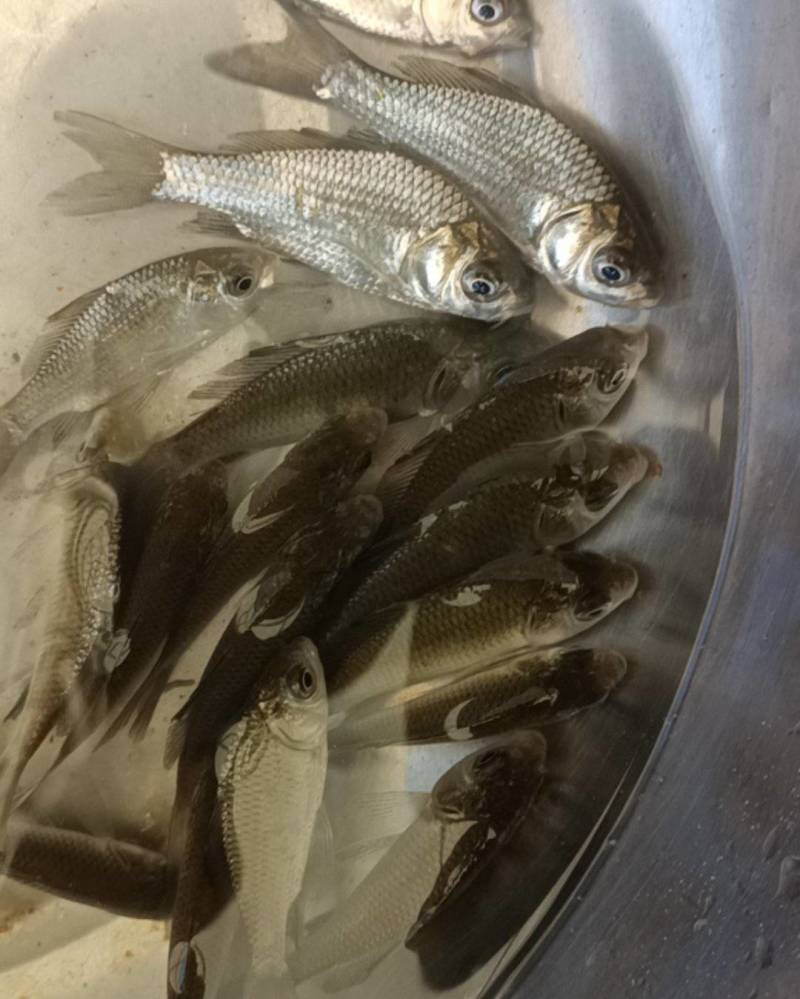 【鱼苗】湘云鲫，生长速度比一般鲫快70%