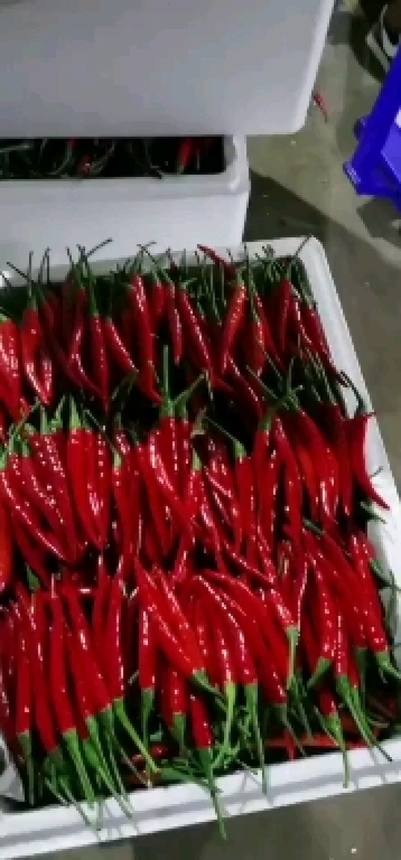 小米椒