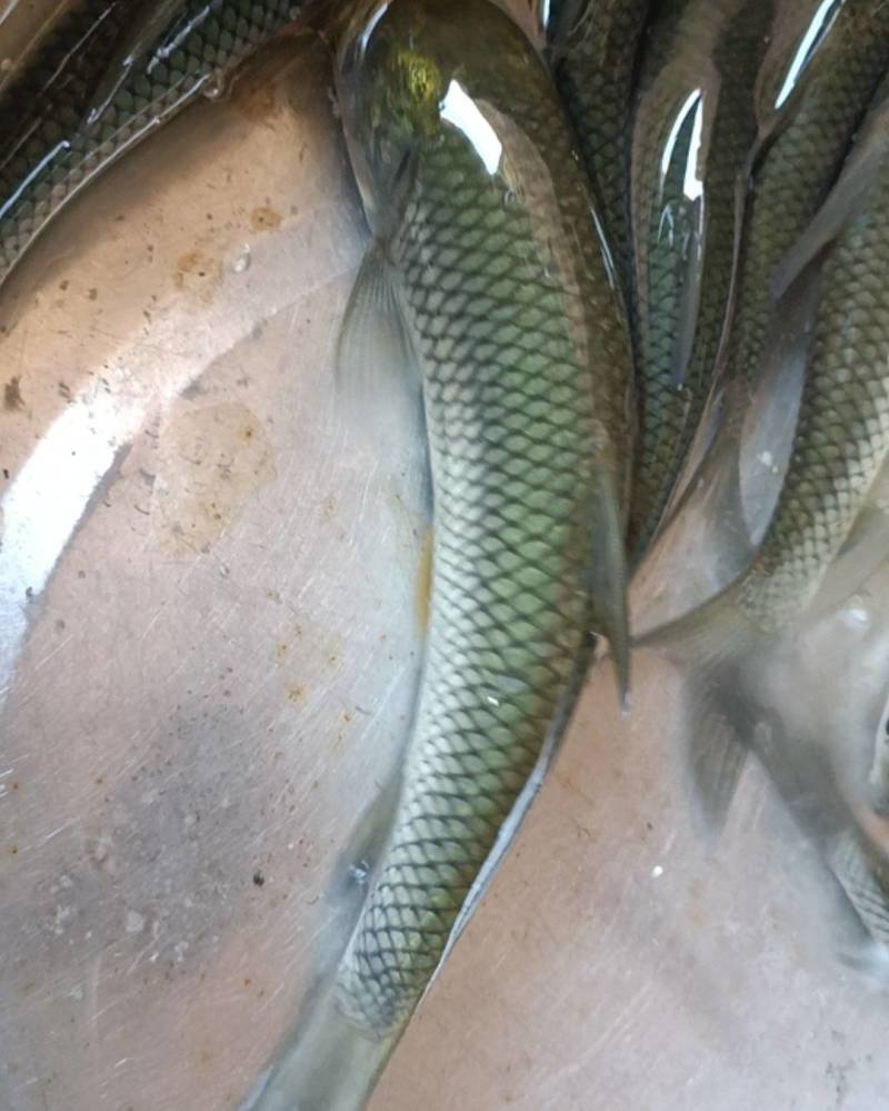 【黄河草鱼】草鲩鱼苗包疫苗抗病能力强耐运输长年供