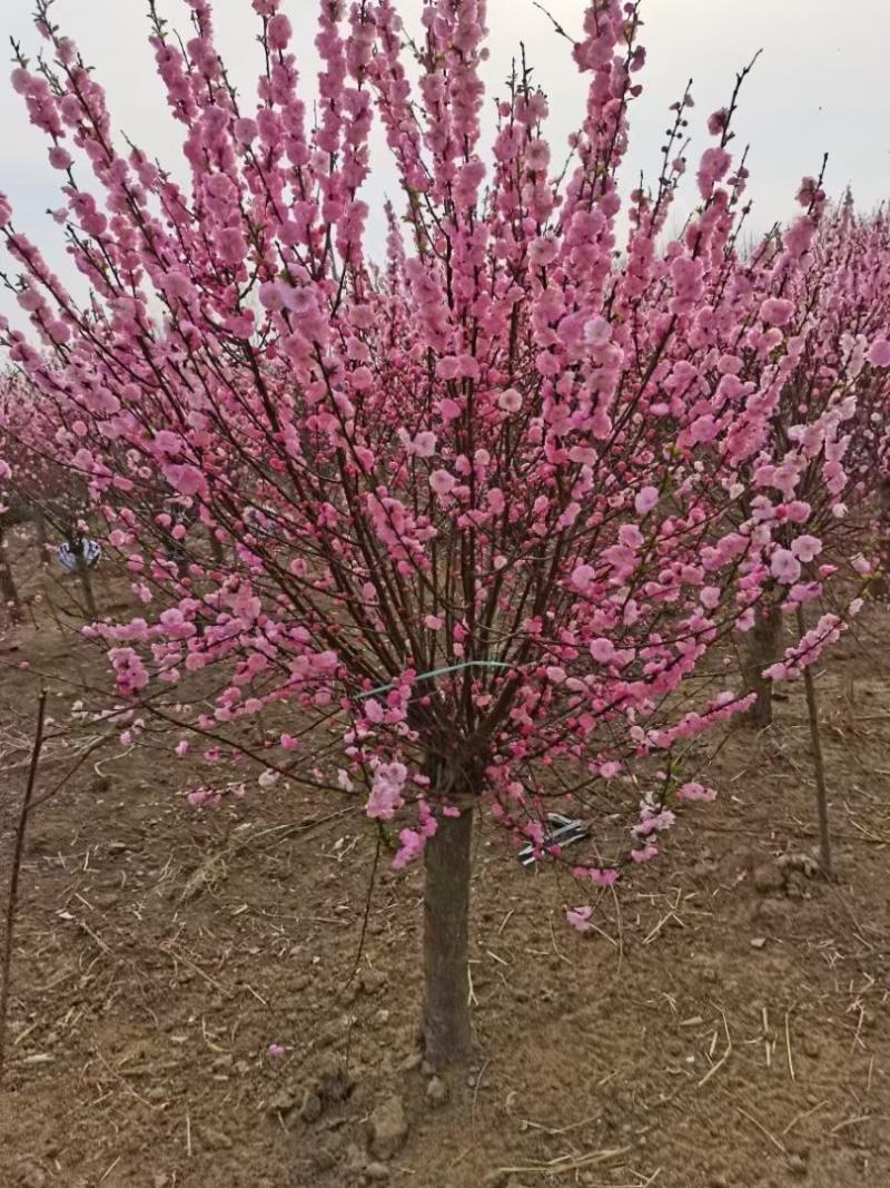 江苏省沭阳县凤里绿化苗木基地榆叶梅大小规格齐全无中间商。