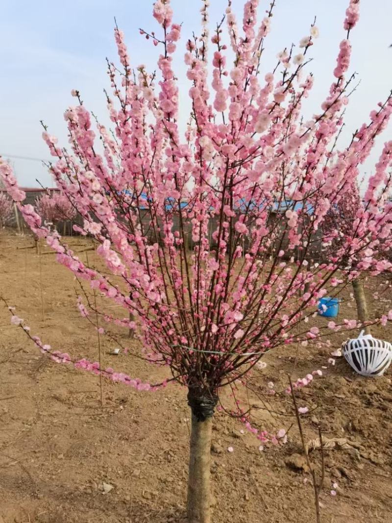 江苏省沭阳县凤里绿化苗木基地榆叶梅大小规格齐全无中间商。