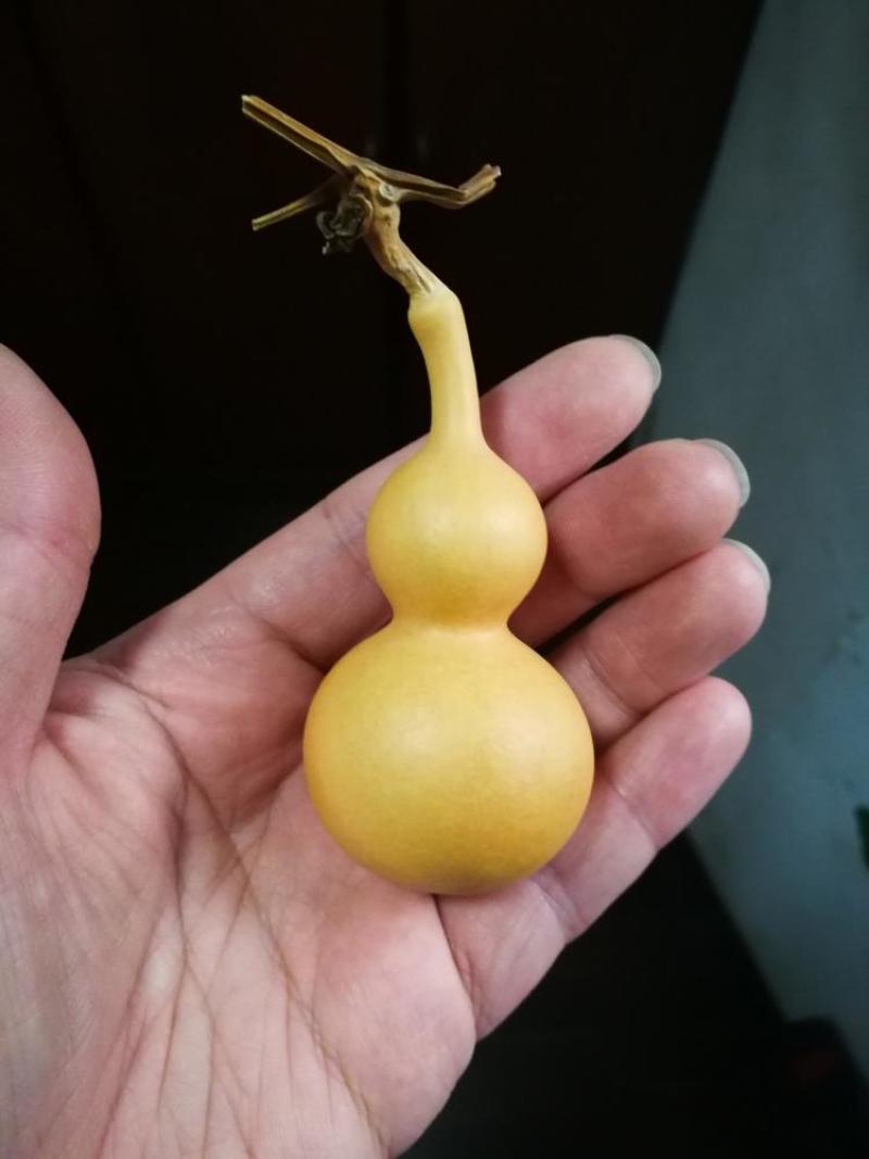 鸟笼葫芦种子宝葫芦特大巨型亚腰葫芦种子手捻葫芦籽观赏盆栽