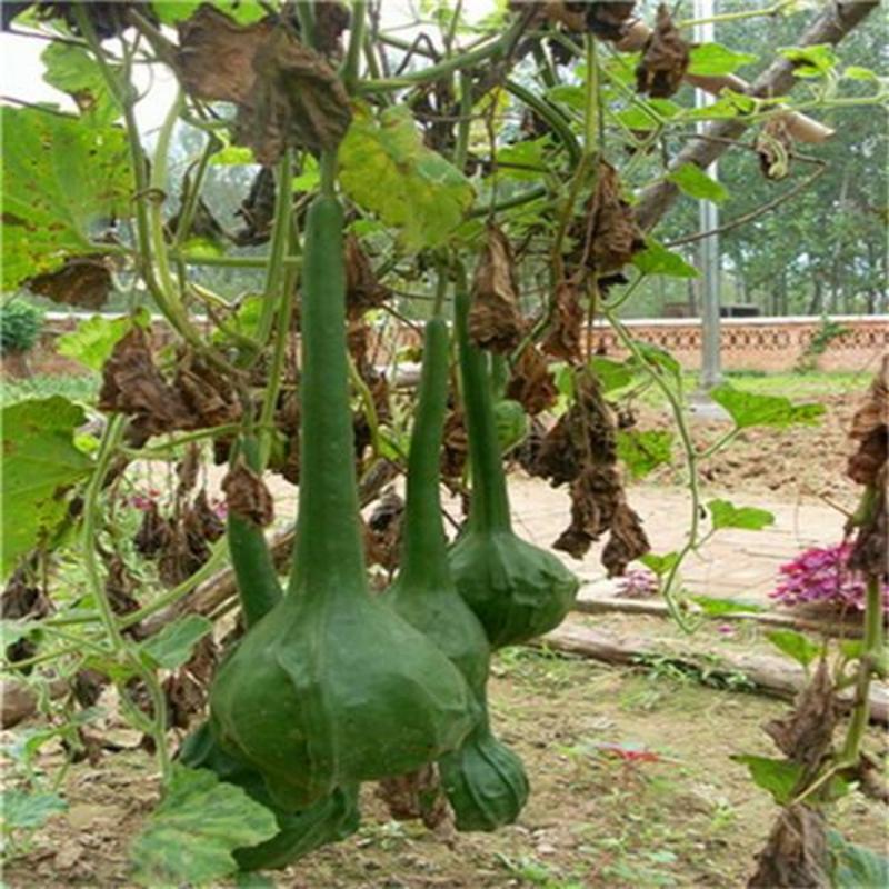 鸟笼葫芦种子宝葫芦特大巨型亚腰葫芦种子手捻葫芦籽观赏盆栽