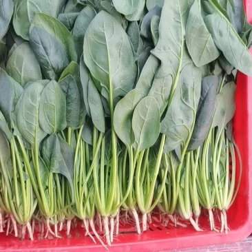 【热卖】大叶菠菜，小叶菠菜，精品菠菜，质量精品，价格美丽