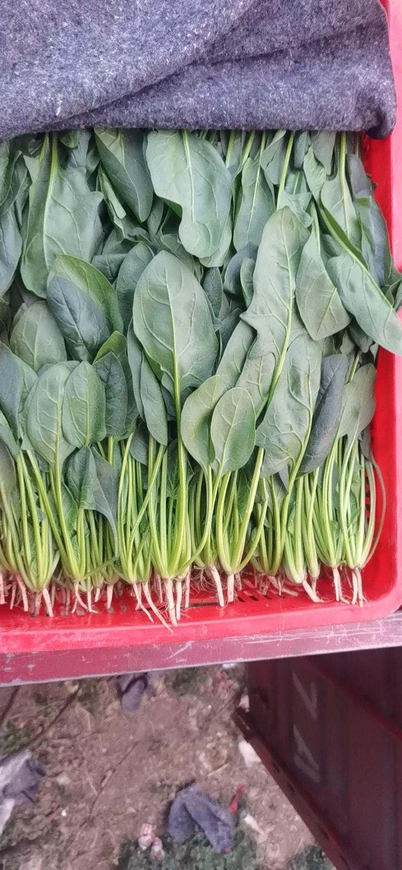 【热卖】大叶菠菜，小叶菠菜，精品菠菜，质量精品，价格美丽