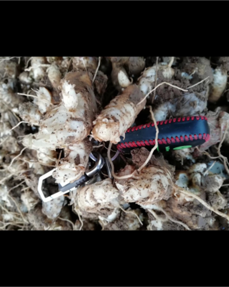 玄参玄参芽头改良玄参香蕉型，品种纯正。高产抗病。