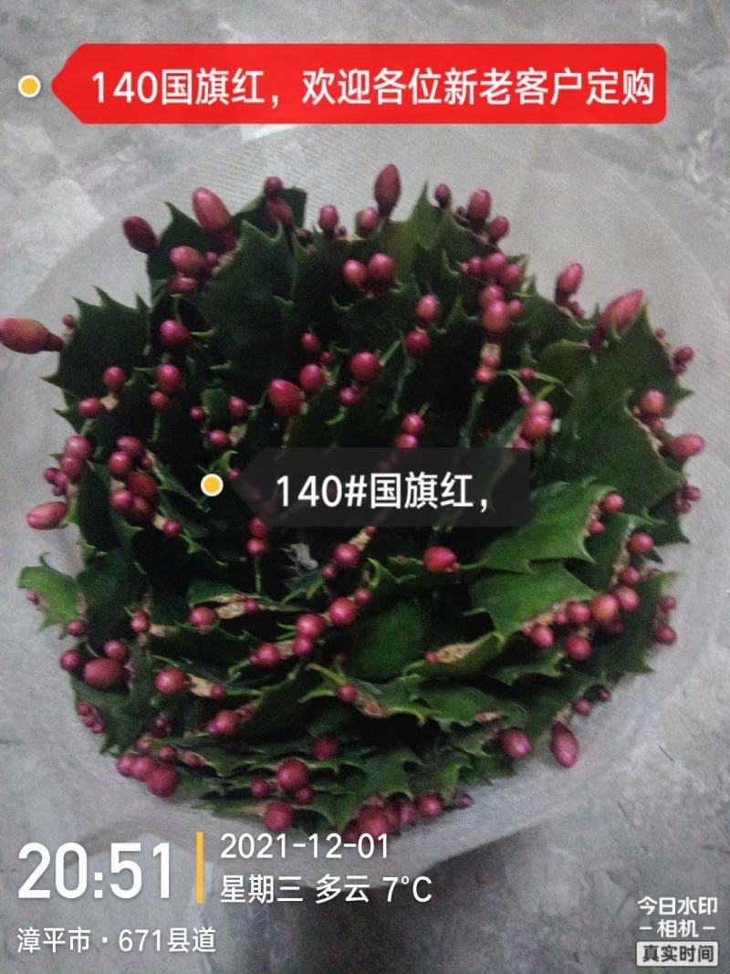 蟹爪兰