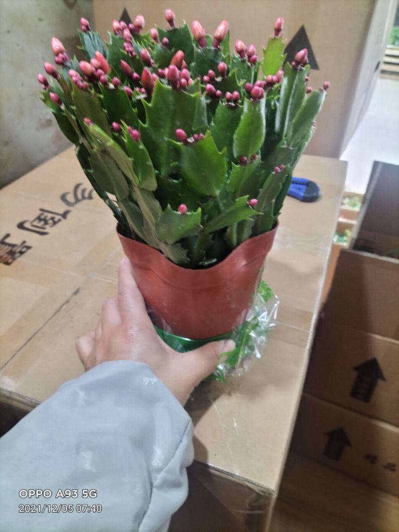 蟹爪兰