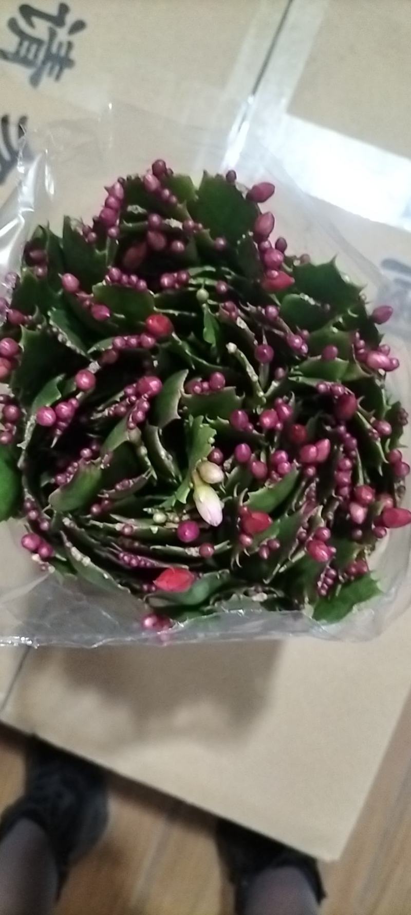 蟹爪兰