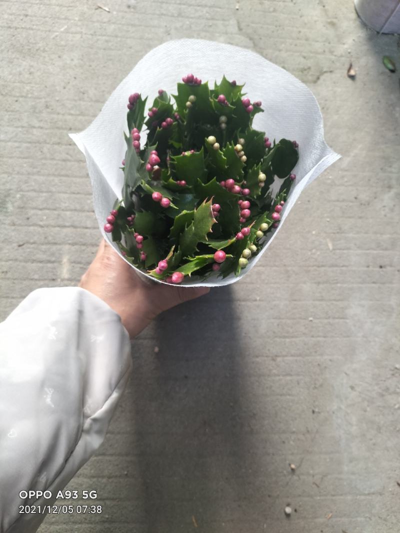 蟹爪兰