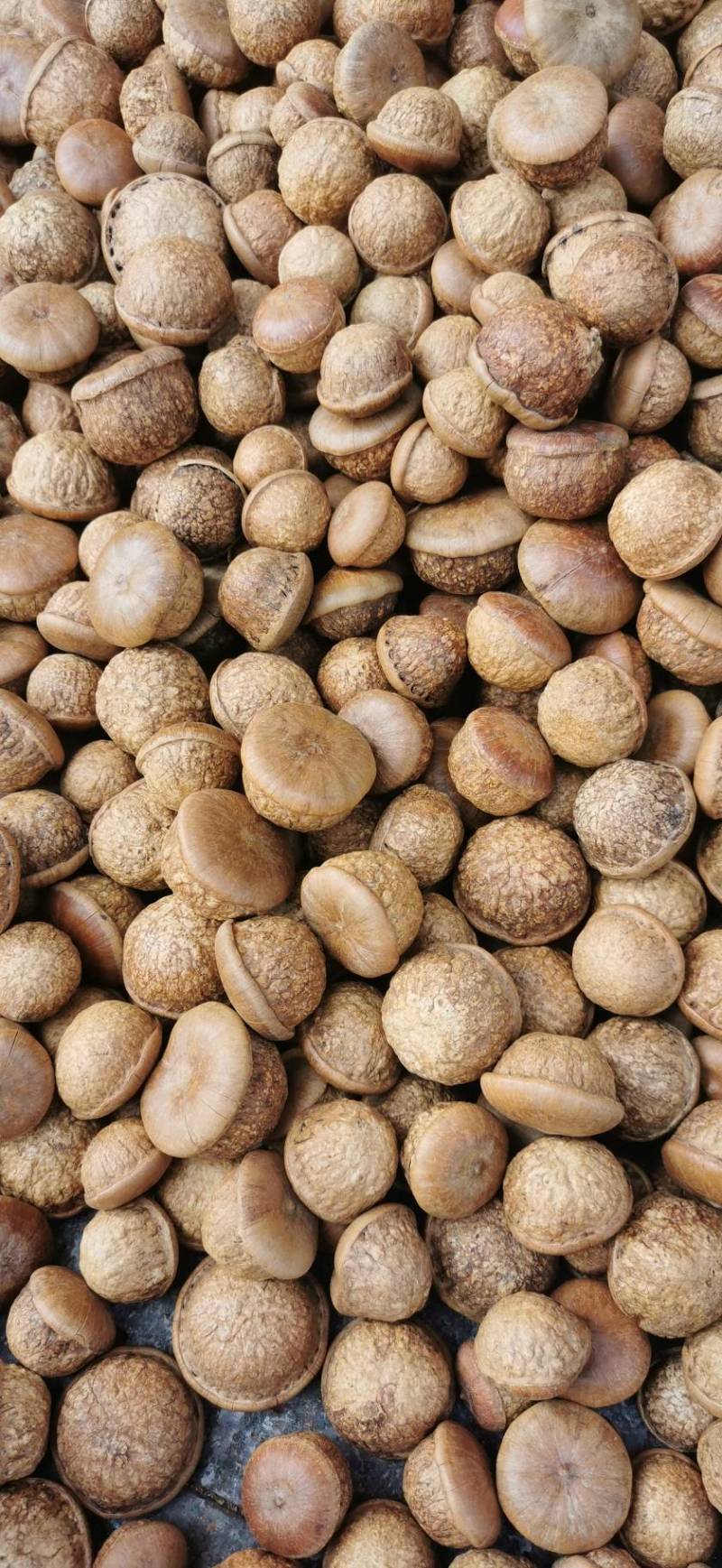 广西野生风流果2025年新货出仁90%左右质量可靠