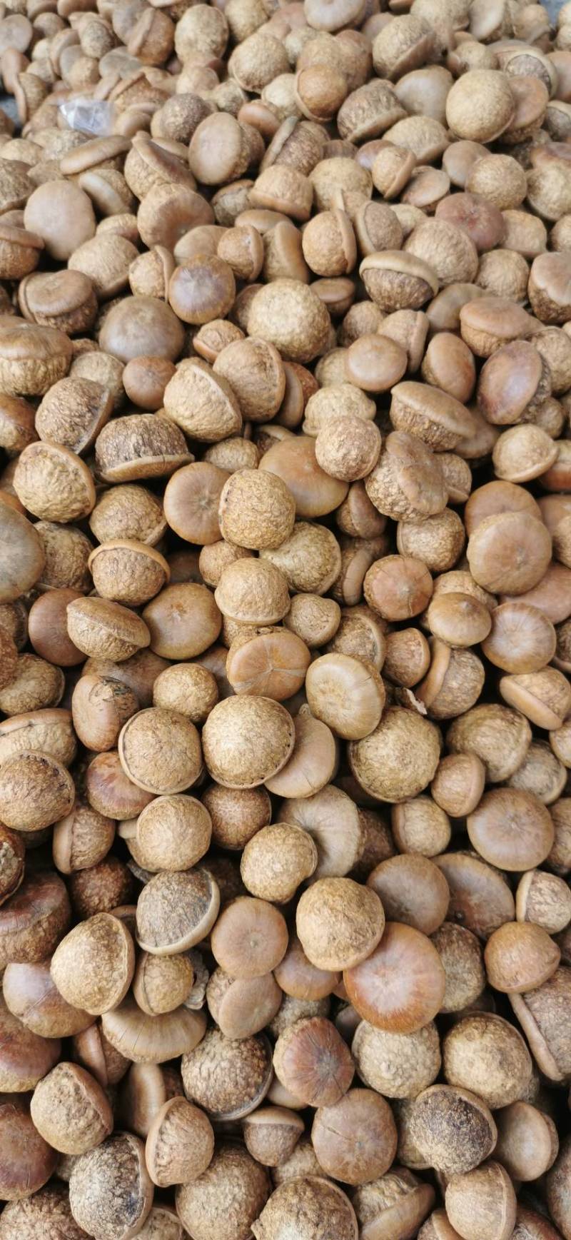 广西野生风流果2025年新货出仁90%左右质量可靠