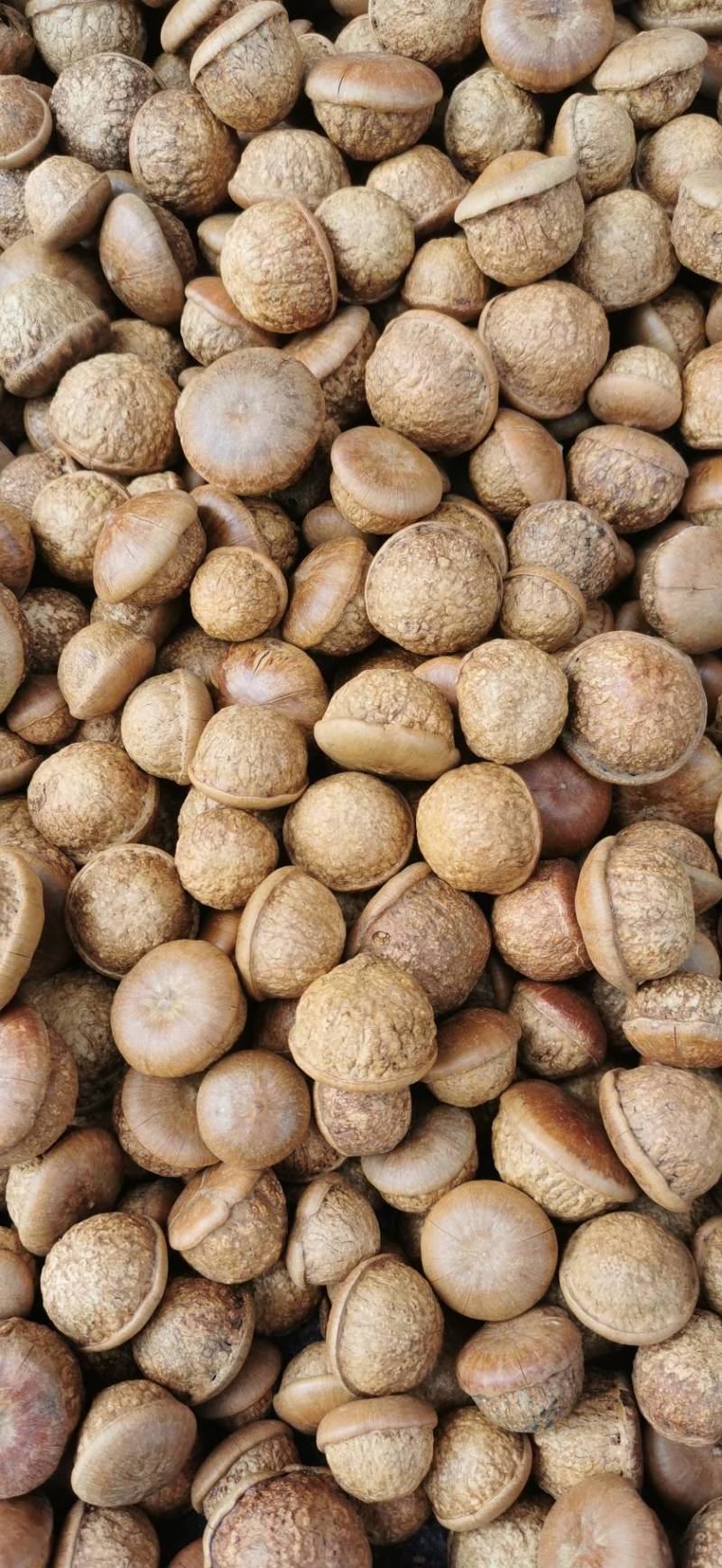 广西野生风流果2025年新货出仁90%左右质量可靠