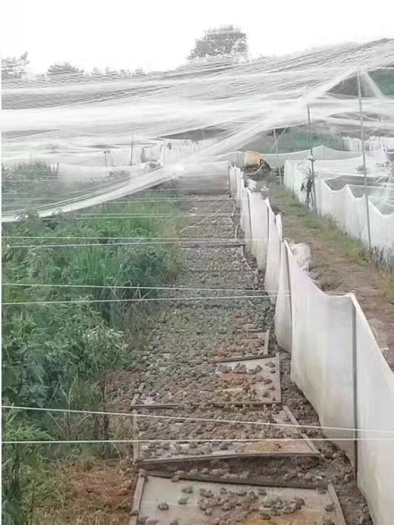 青蛙，黑斑蛙，四川大型养殖基地，优质种苗，直发