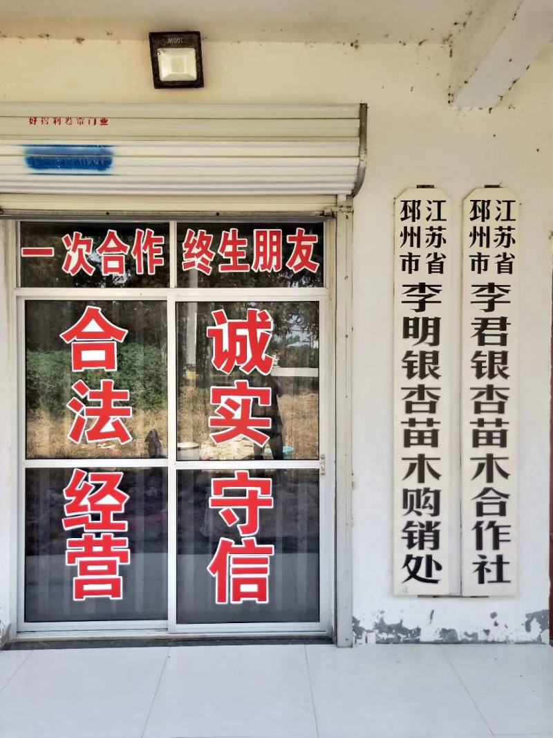 大量供应占地嫁接银杏树10/15/20/25/30/35
