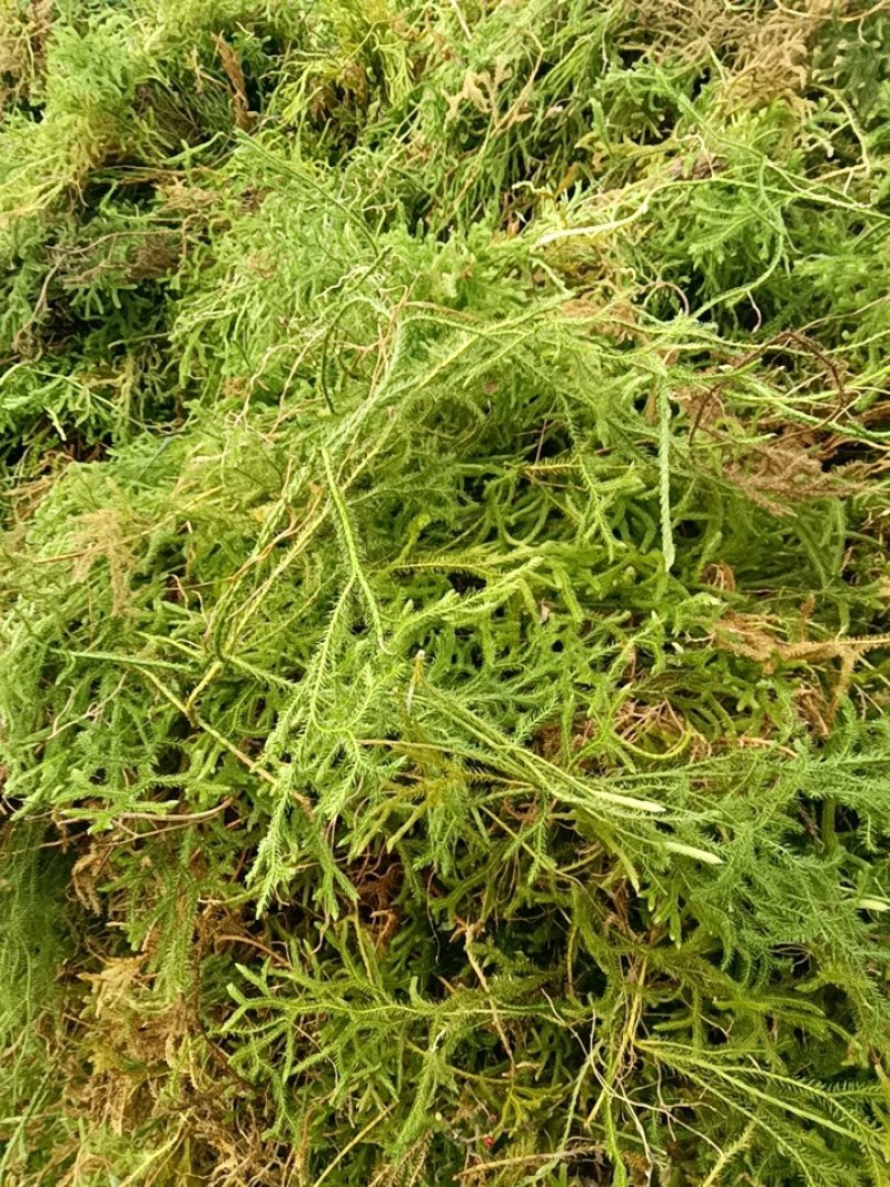 坐标云南伸筋草