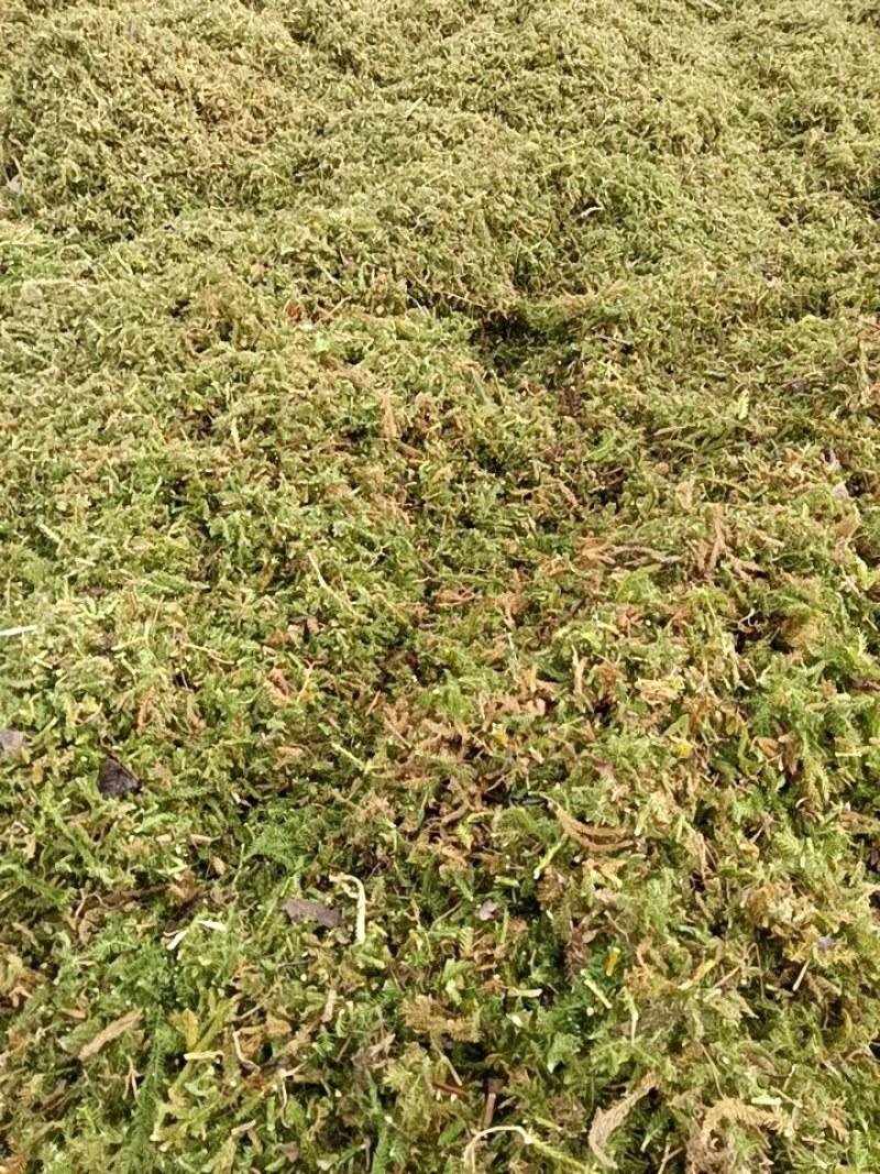 坐标云南伸筋草