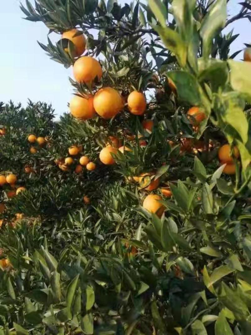 纽荷尔/长红/九月红果冻橙/中华红/果园直供