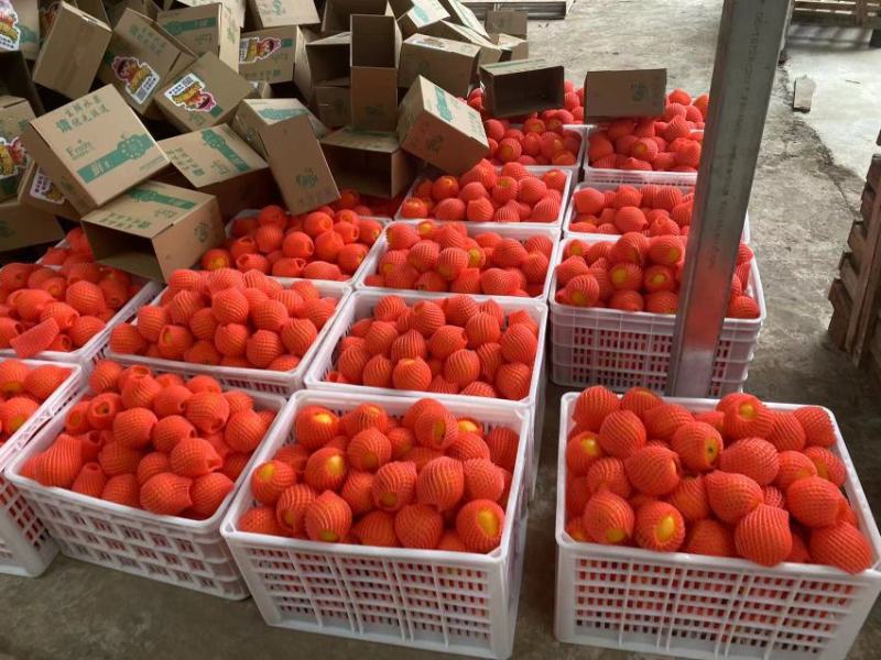 纽荷尔/长红/九月红果冻橙/中华红/果园直供