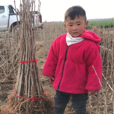 银杏苗银杏小苗壮苗60/2米高苗圃量大，现挖现发当天装车