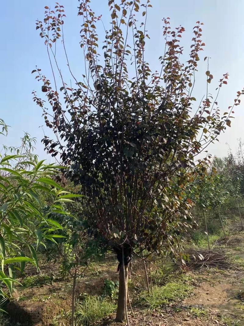 美人梅江苏宿迁沭阳基地直供无中间商大量供应！欢迎新老客