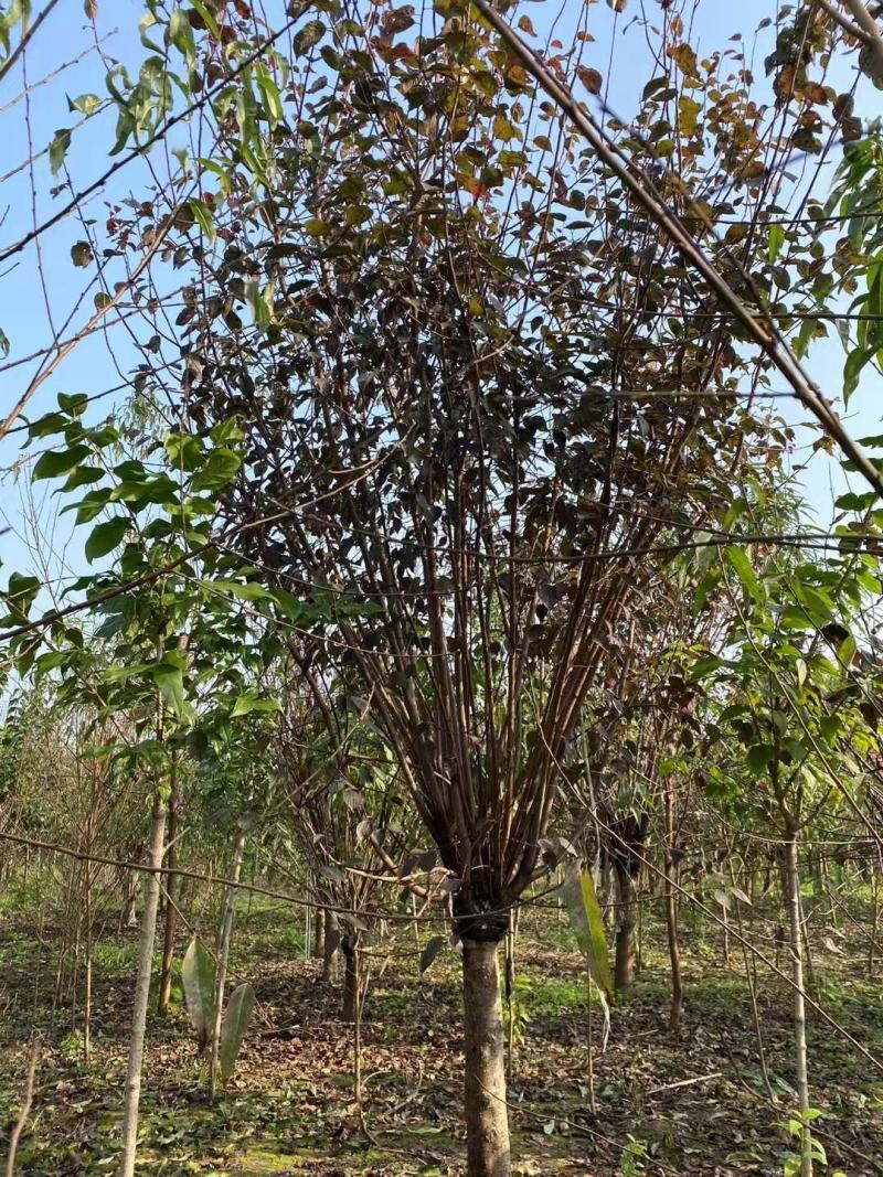 美人梅江苏宿迁沭阳基地直供无中间商大量供应！欢迎新老客