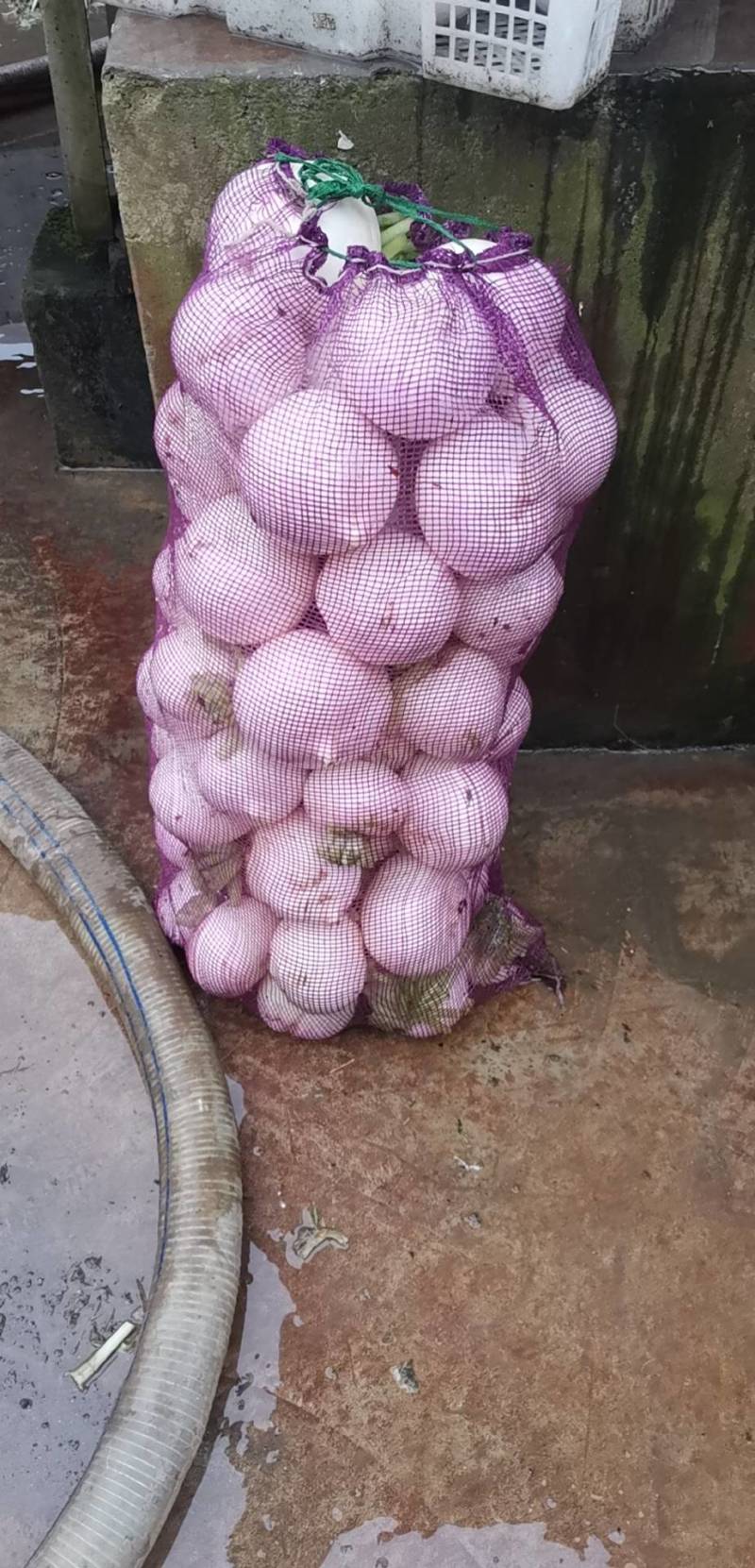 沙地罗卜。
