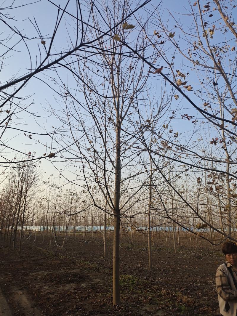徐州李氏园林苗圃供应10/12/15/18/20美国红枫