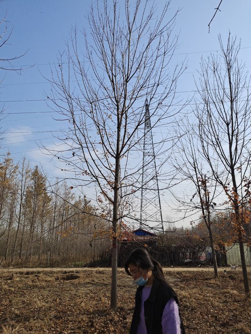 徐州李氏园林苗圃供应10/12/15/18/20美国红枫