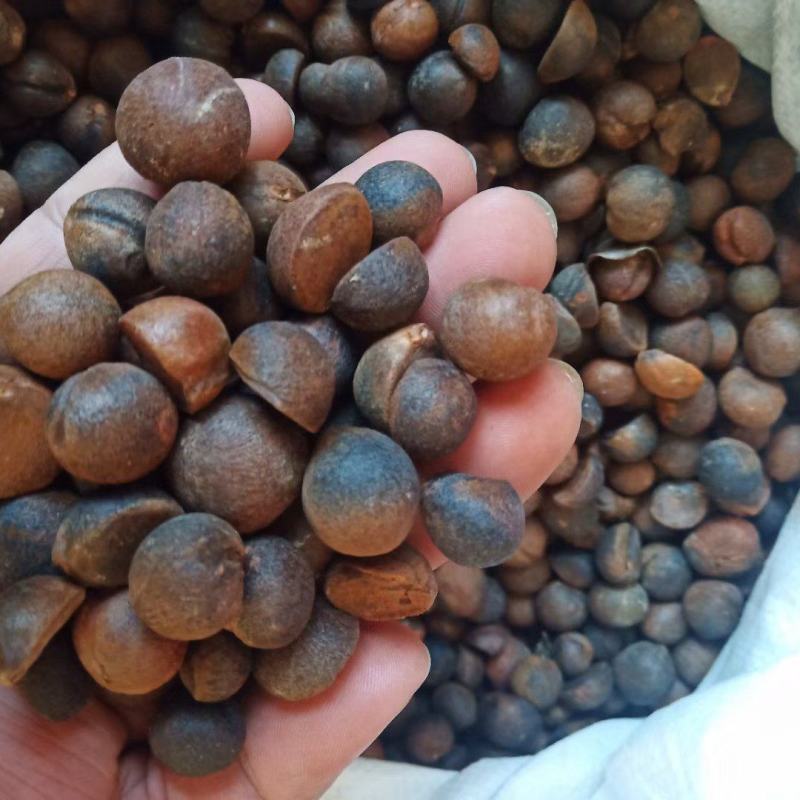 高山茶籽
