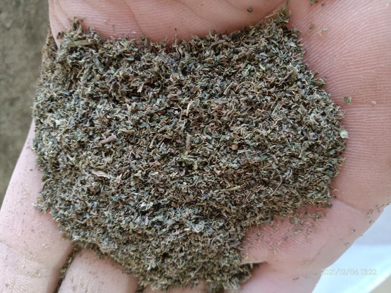 鹅不食草粉