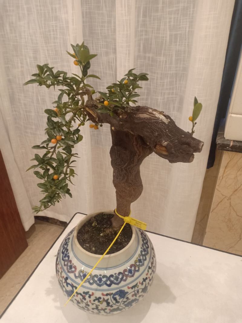 热搜金豆。金豆生庄，熟桩，大量出售，批发，价格便宜，浙江