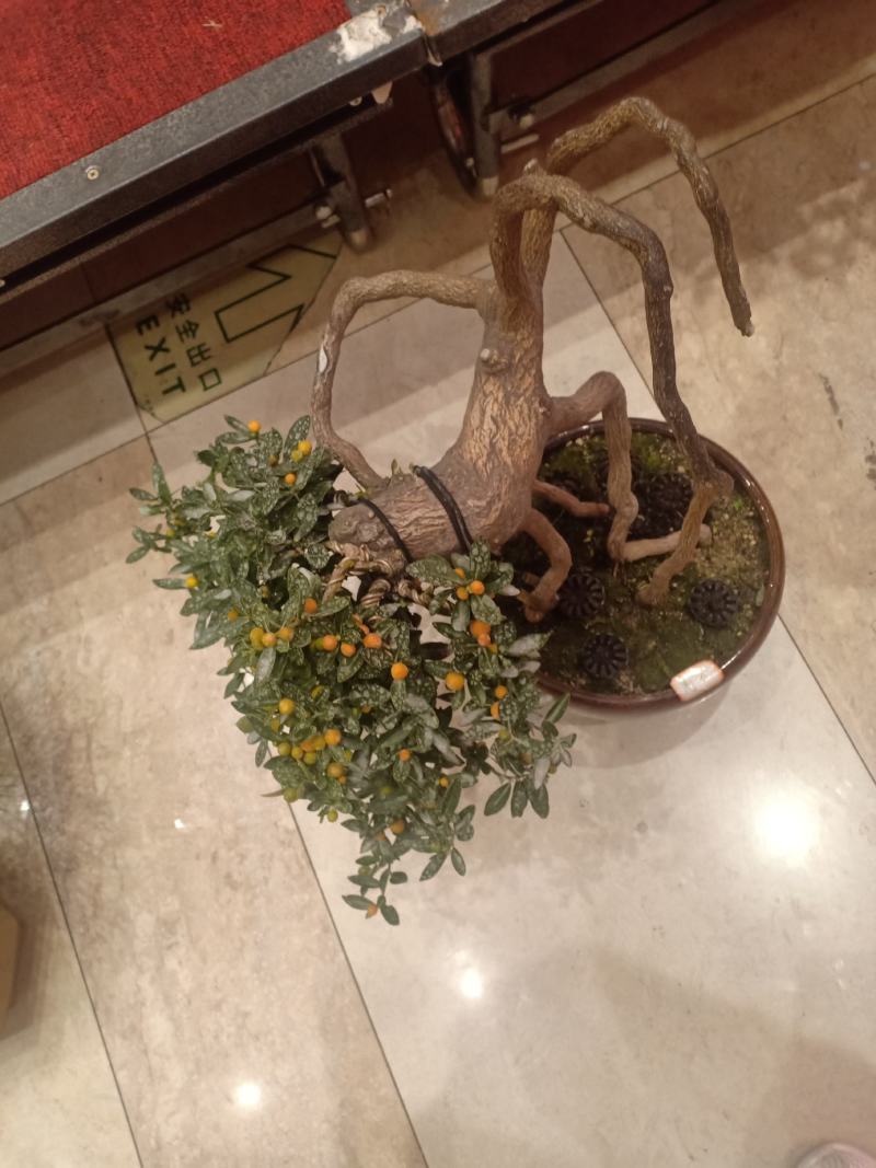 热搜金豆。金豆生庄，熟桩，大量出售，批发，价格便宜，浙江