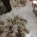 热搜金豆。金豆生庄，熟桩，大量出售，批发，价格便宜，浙江