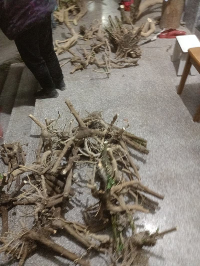 热搜金豆。金豆生庄，熟桩，大量出售，批发，价格便宜，浙江